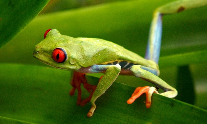 Foto Pohon daun imut-imut margasatwa