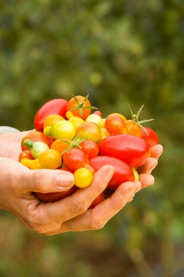 Plant fruit flower ripe Photo