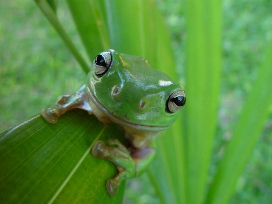 Nature leaf cute wildlife Photo