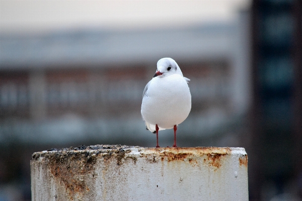 Coast water bird sky Photo