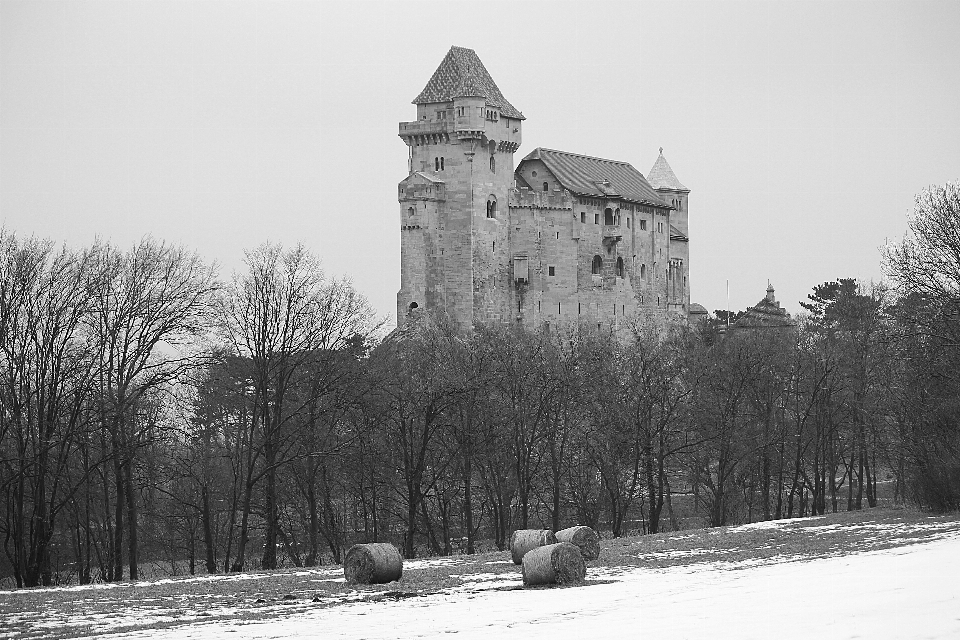 Landschaft baum schnee winter