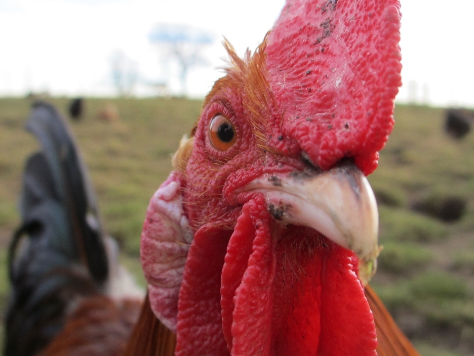 Oiseau cultiver animal rural