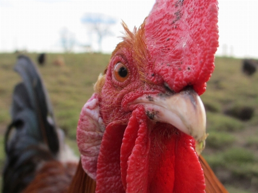 Bird farm animal rural Photo