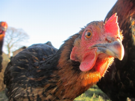 Bird farm animal wildlife Photo