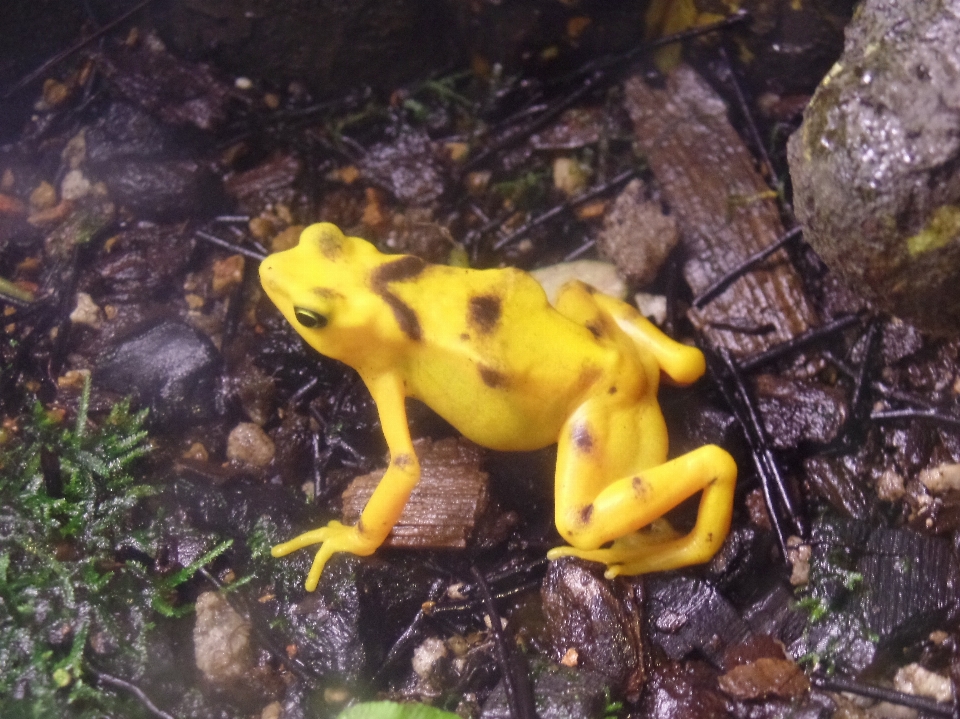 Nature animal grenouille crapaud