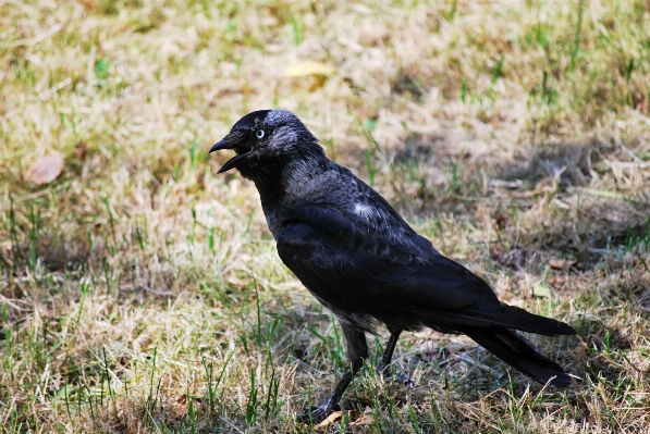 Nature bird animal wildlife Photo