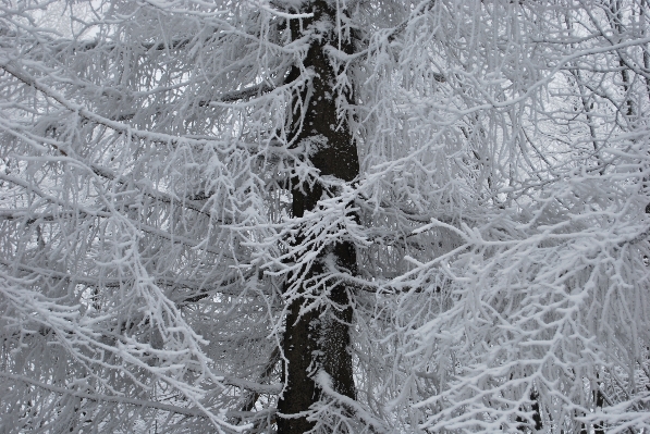 木 森 ブランチ 雪 写真