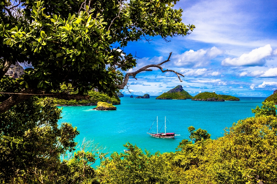 Laut pesisir pohon matahari