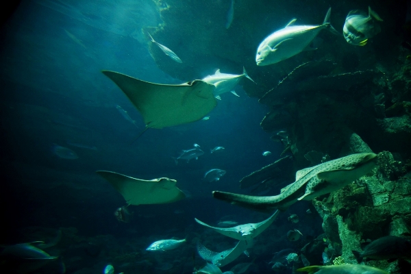 Foto Embaixo da agua biologia peixe arraia