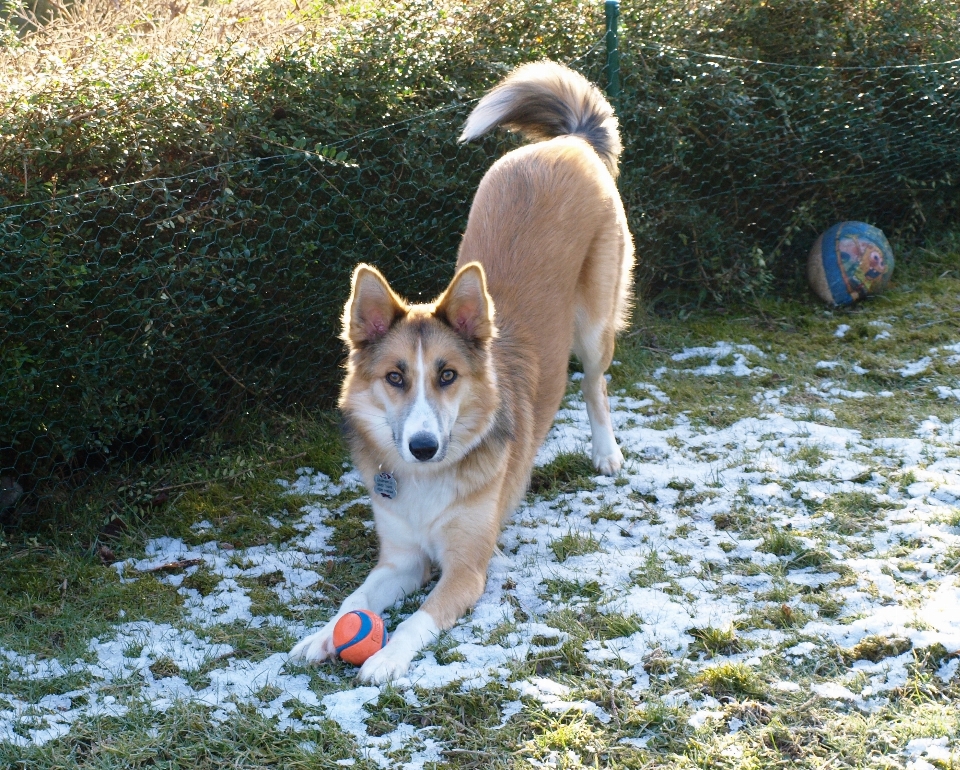 遊ぶ 犬 動物 ペット