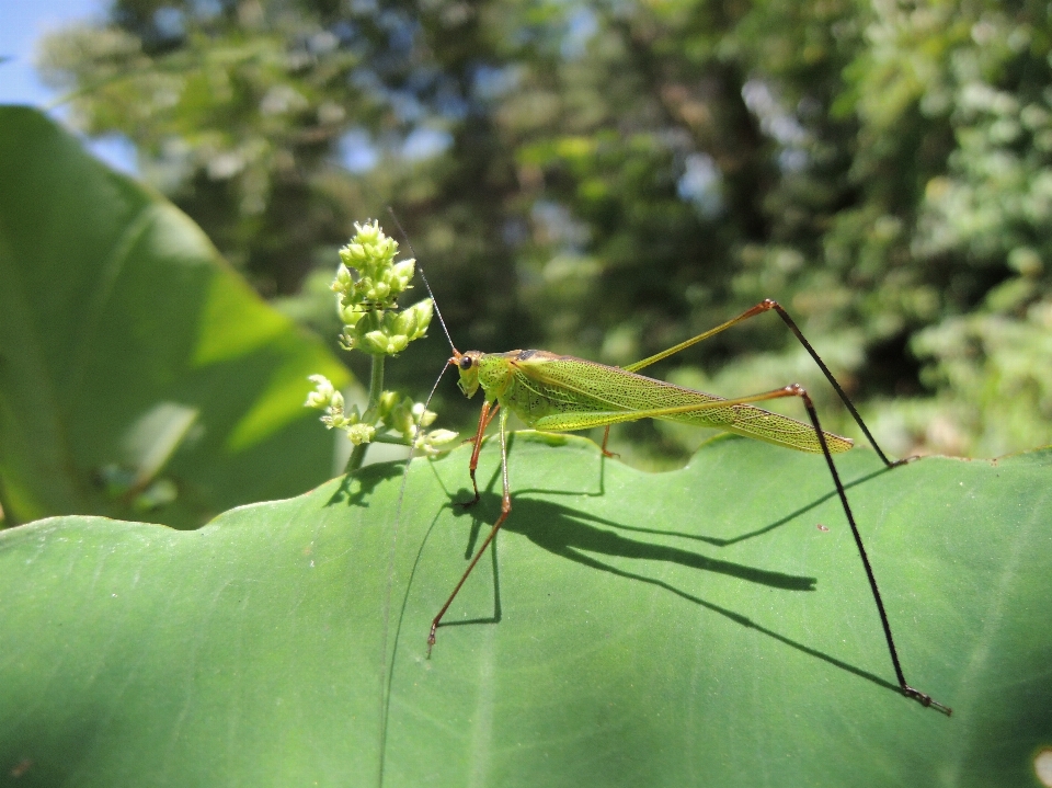 Naturaleza ala hoja verde