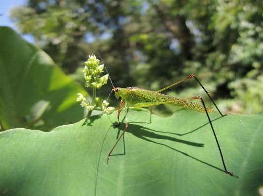 Nature wing leaf green Photo