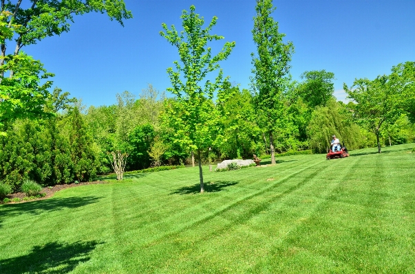 Tree grass structure plant Photo