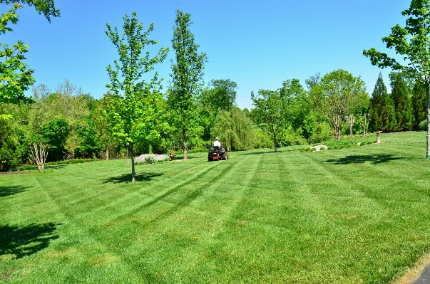 Tree grass structure field Photo