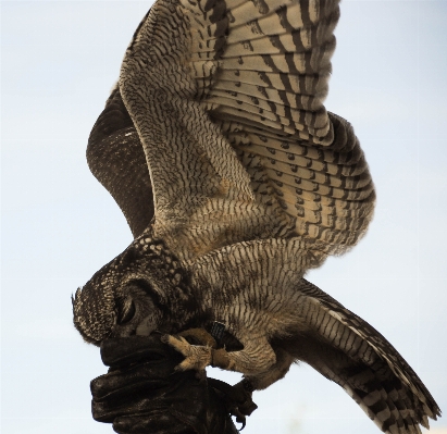 Bird wing beak eagle Photo