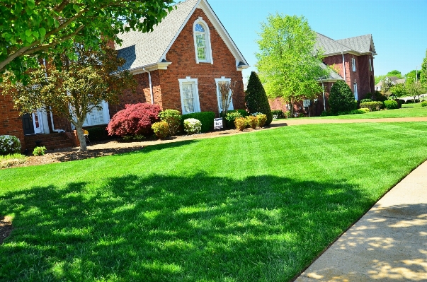 Grass lawn flower home Photo