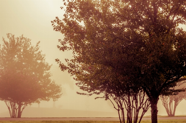 Landscape tree nature forest Photo