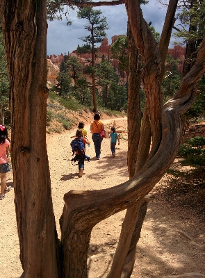 Landscape tree nature outdoor Photo