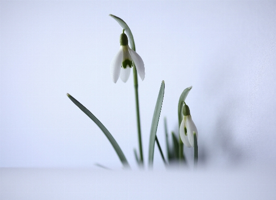 Anlage weiss blume blumen Foto