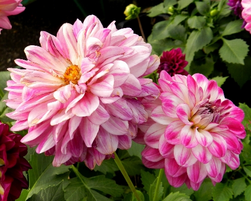 Plant flower petal pink Photo