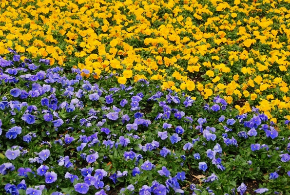 自然 アウトドア 花 植物 写真