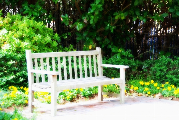 Landscape tree nature outdoor Photo