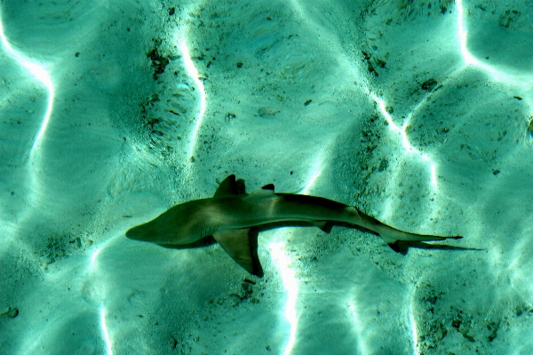 Sea ocean underwater biology Photo