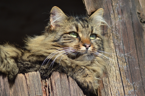 Foto Azienda agricola animali selvatici primavera gatto