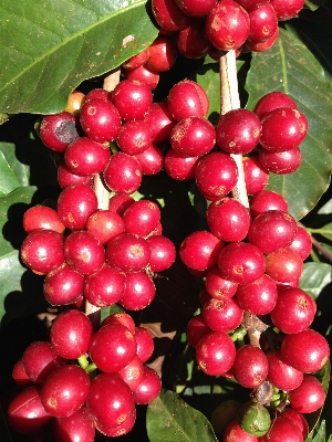 Nature coffee plant fruit Photo