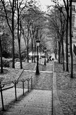 Photo Arbre hiver noir et blanc
 architecture