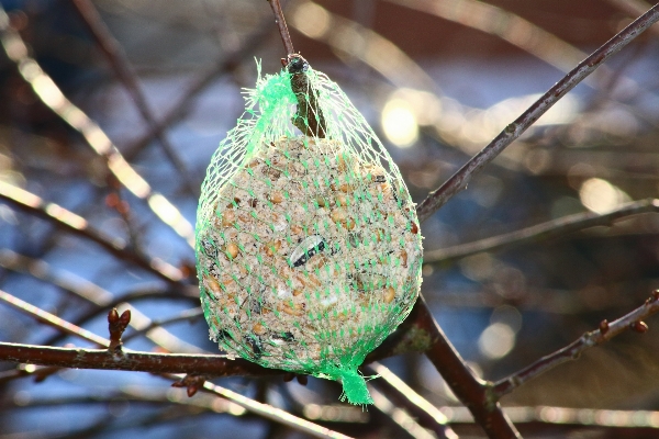 Nature branch bird leaf Photo