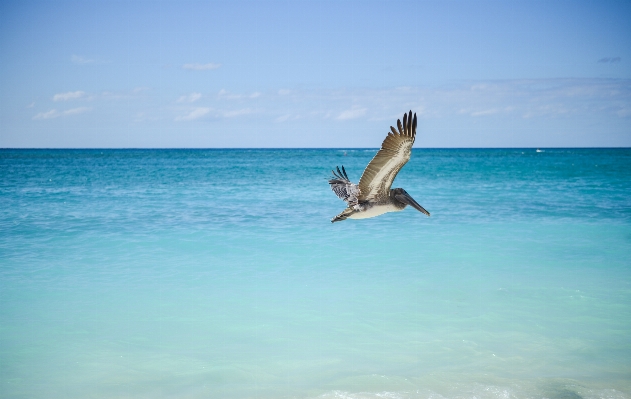 Beach sea coast water Photo