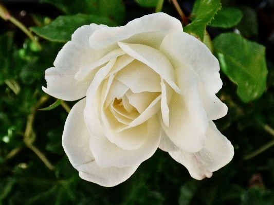 Nature blossom plant white Photo