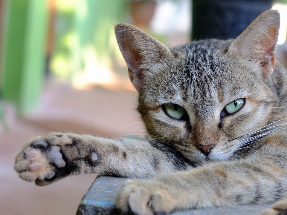 Hijau anak kucing tenang