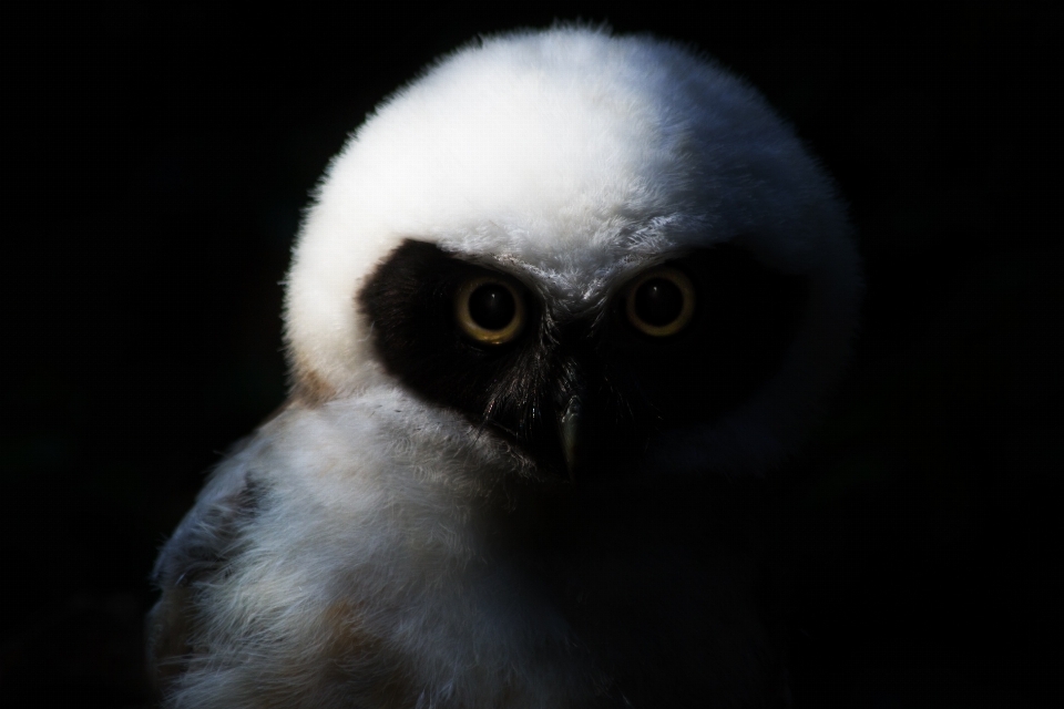 Natur vogel flügel tier