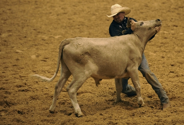 Sport animal cow usa Photo