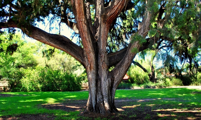 Tree nature forest branch Photo