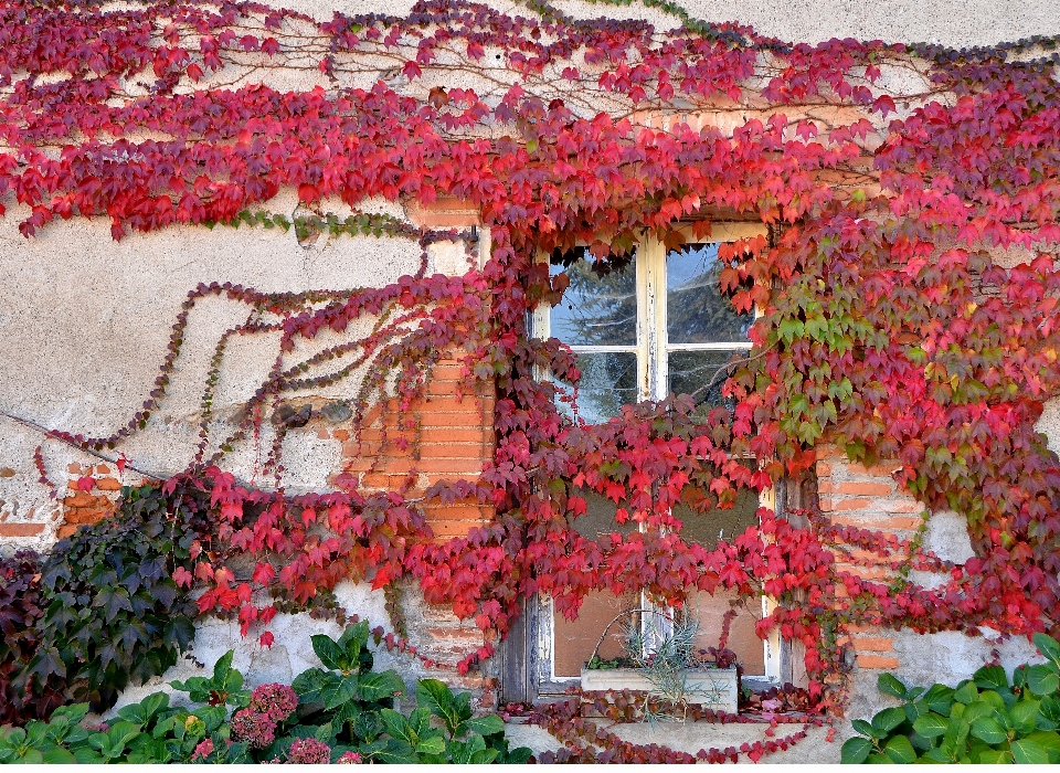 árbol planta flor ventana