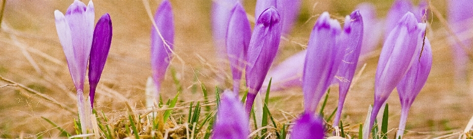 Grass plant field meadow