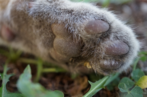 Zdjęcie Natura trawa kwiat dzikiej przyrody