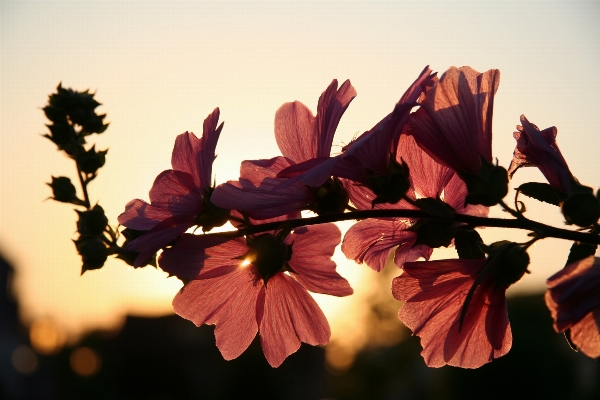 Tree nature branch blossom Photo