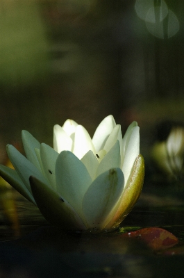 Water nature blossom light Photo