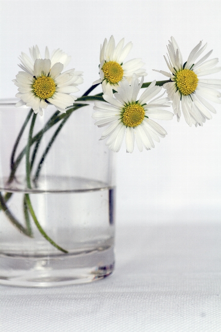 Plant flower petal daisy