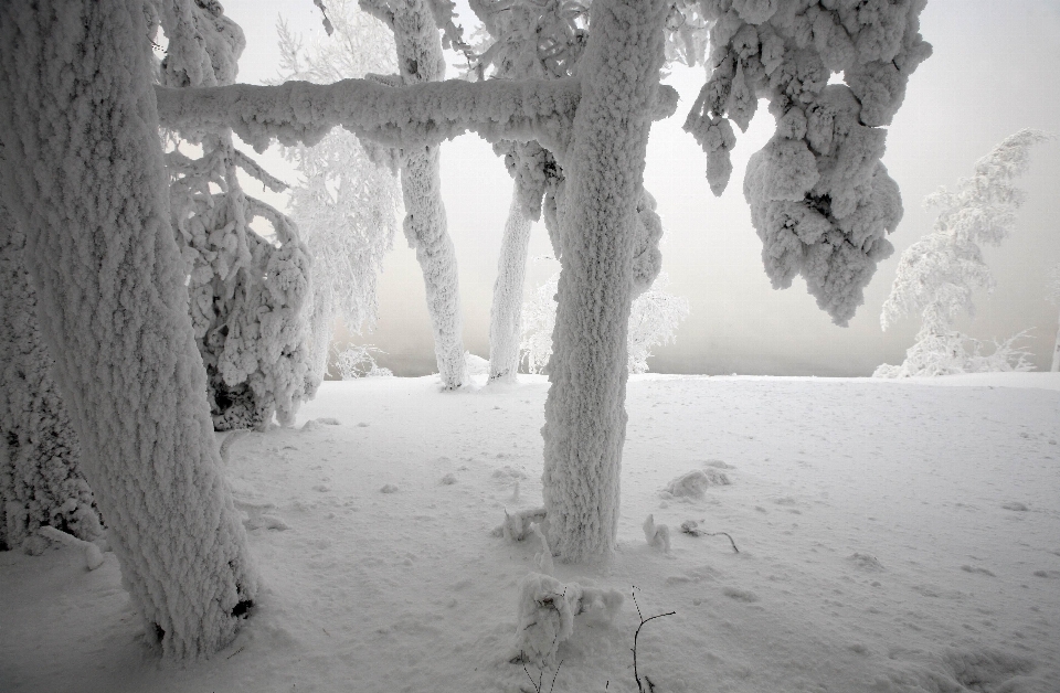 Paesaggio albero natura nevicare