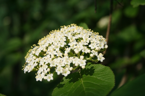 Nature branch blossom plant Photo