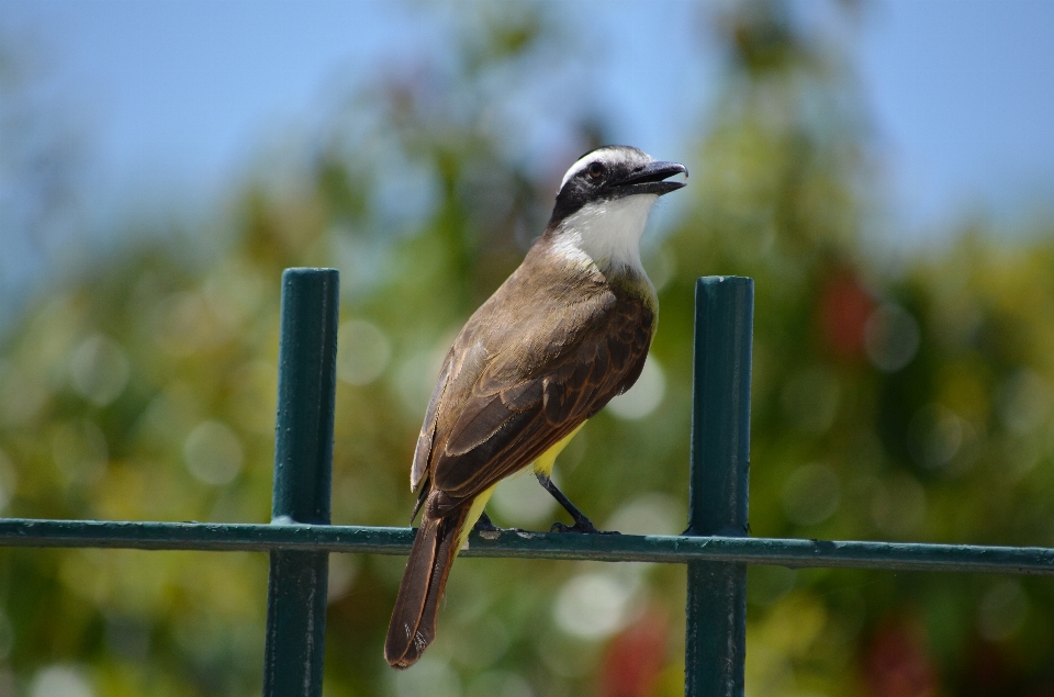 Alam cabang burung margasatwa