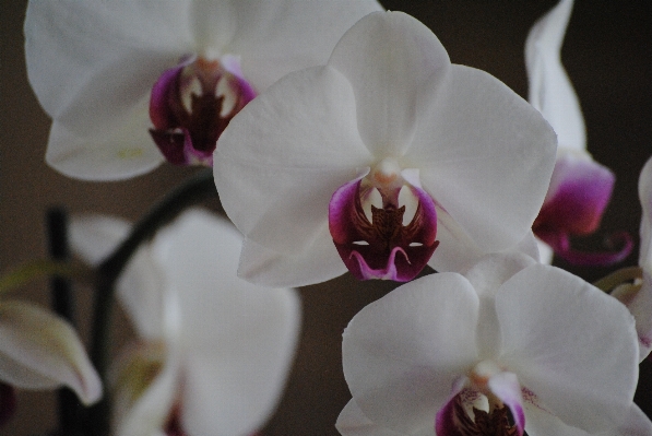 Nature branch blossom plant Photo