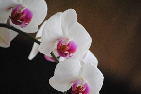 Nature branch blossom plant Photo