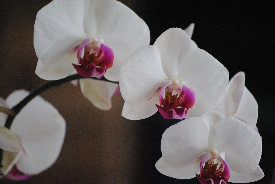 Nature branch blossom plant