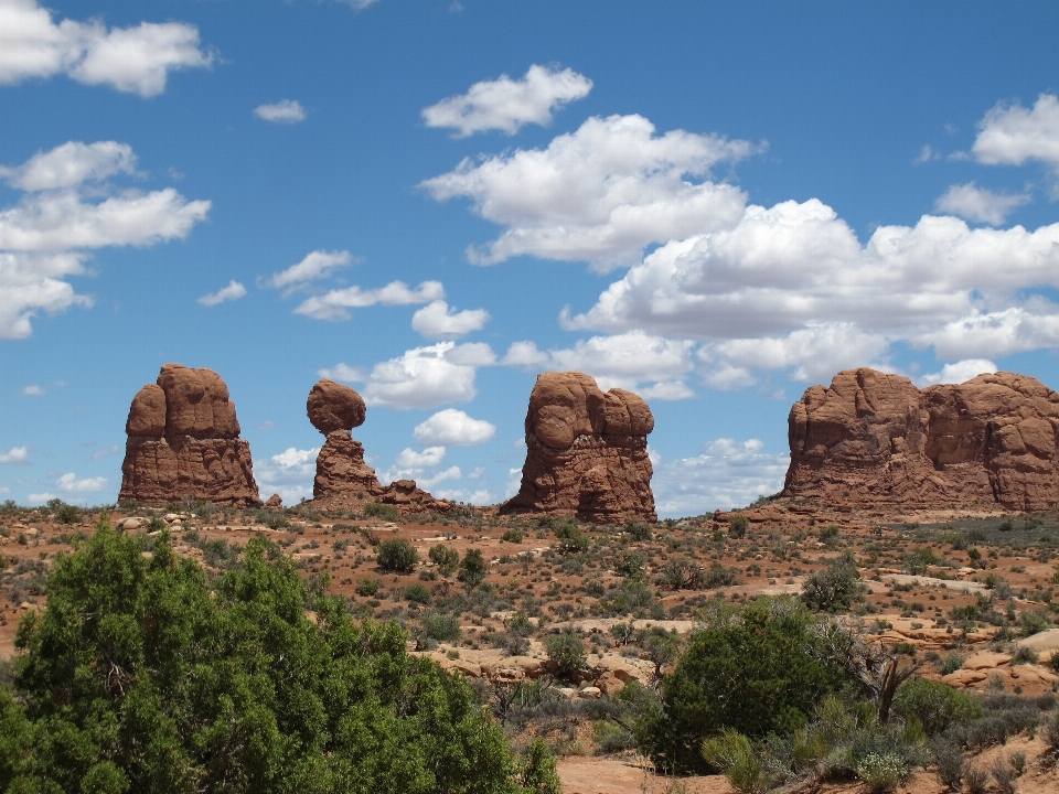 Landscape tree rock wilderness